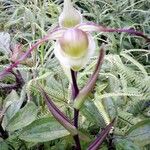 Phragmipedium longifolium Flower