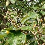 Sorbus intermedia ফল