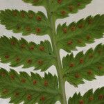 Dryopteris cristata 叶