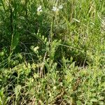 Lappula barbata Habit