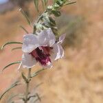 Sesamum triphyllum Flower
