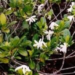 Gardenia aubryi Habit