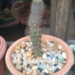 Cylindropuntia fulgida Folha
