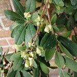 Exochorda × macrantha Fruit