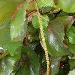 Acalypha wilkesiana Фрукт