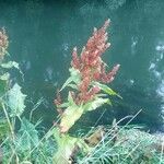 Rumex hydrolapathum Flor