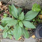 Solidago junceaبرگ