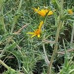 Scolymus hispanicus Feuille