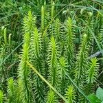 Lycopodium annotinum Yaprak