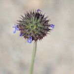 Salvia columbariae Frucht