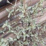 Elaeagnus commutata Leaf