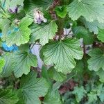 Pelargonium graveolens Frunză