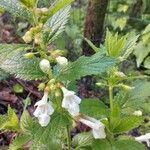 Melittis melissophyllum Blomma