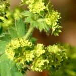 Alchemilla mollis Virág