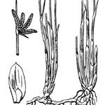 Cyperus laevigatus ᱮᱴᱟᱜ