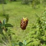 Trifolium spadiceum Ostatní