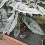 Alocasia heterophylla Folha