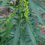 Solidago chilensis Feuille