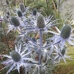 Eryngium planumFlower