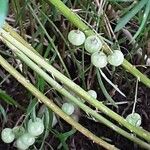 Asparagus aethiopicus Fruit