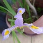 Iris virginica Flor