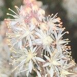 Tiarella cordifolia Flor