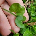 Dichondra carolinensis পাতা