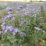 Phacelia congesta Blüte