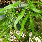 Asplenium formosum ശീലം