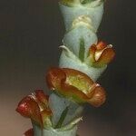 Anabasis articulata Цвят