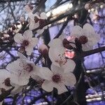 Prunus armeniaca Blomst