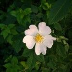 Rosa caninaFlower