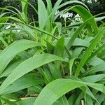 Crinum moorei Leaf