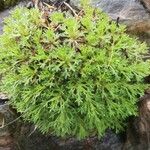 Saxifraga fragosoi Yaprak