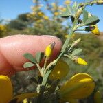 Cytisus spinosus Muu