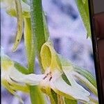 Habenaria tridactylites Flor