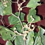 Hovenia dulcis Fruct