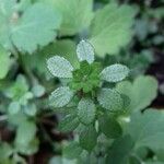 Galium aparineLeaf