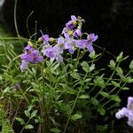 Cardamine loxostemonoides Συνήθη χαρακτηριστικά