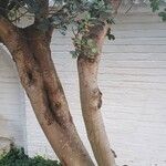 Ceratonia siliqua 树皮