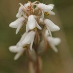 Zeuxine strateumatica 花