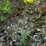 Senecio integerrimus പുഷ്പം