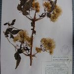Clematis connata Otro