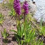 Orchis mascula Hábito