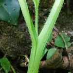 Symphytum tuberosum Corteza