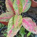 Aglaonema commutatumFolha