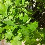 Quercus × rosacea Blad