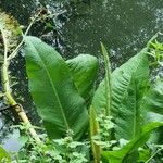 Rumex hydrolapathum ഇല