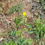 Ranunculus bulbosusFlower