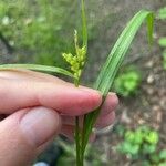 Carex grisea ফুল
